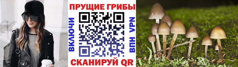 Псилоцибиновые грибы мухоморы  хочу наркоту  Черногорск 